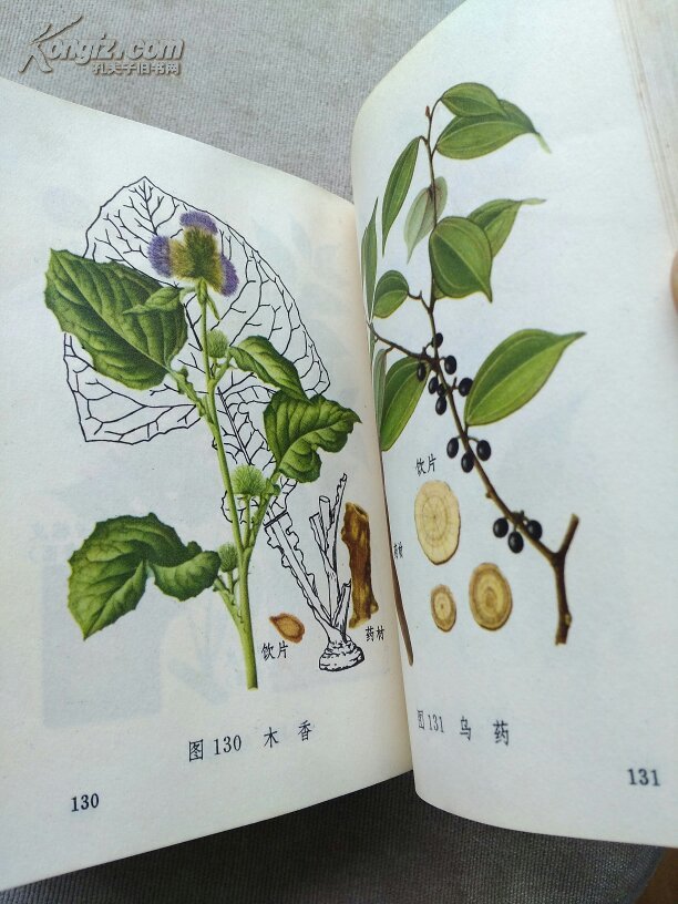 中草藥圖譜下載，探尋傳統(tǒng)醫(yī)學(xué)的珍貴寶藏