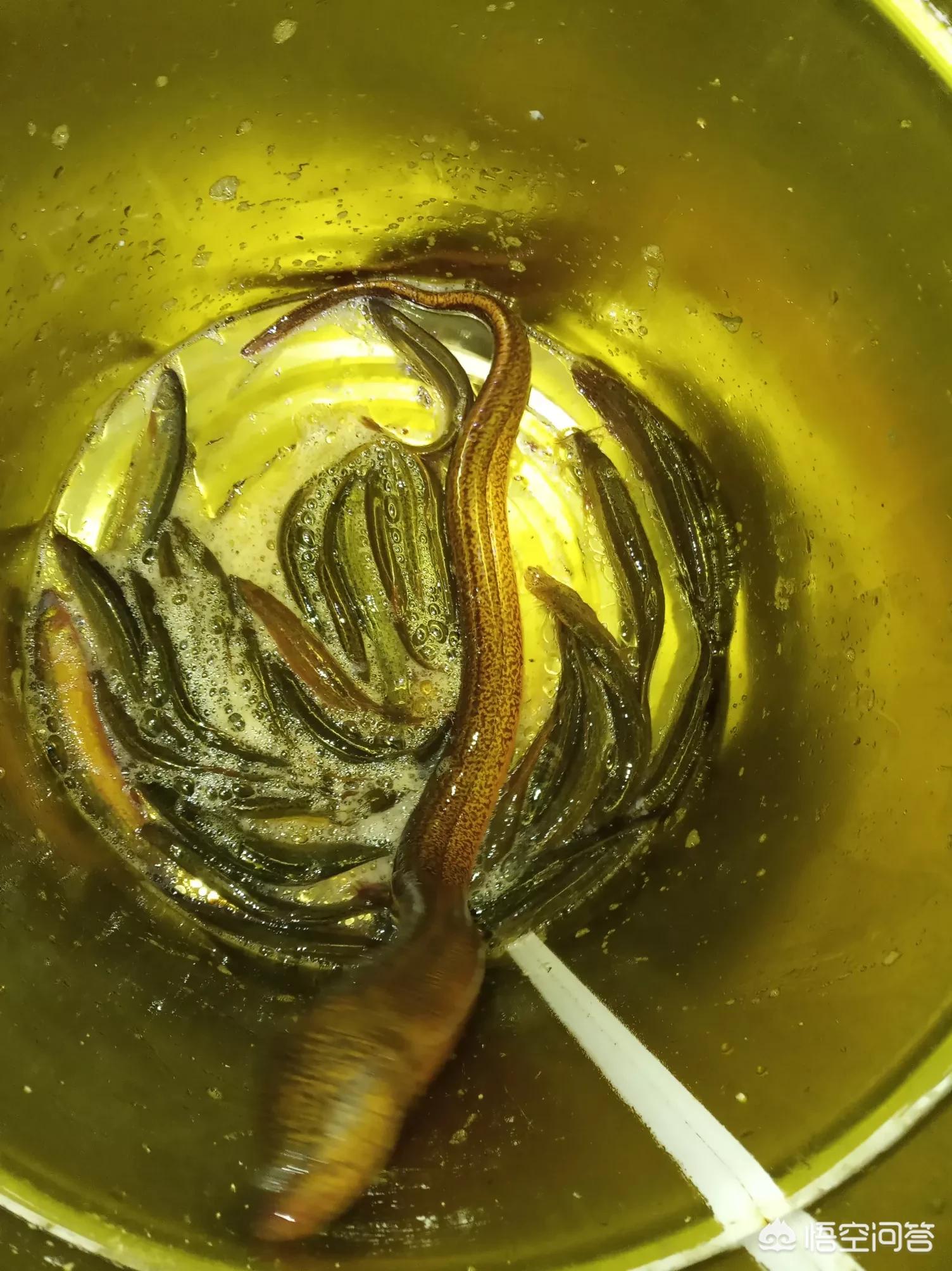 高效環(huán)保捕魚革新，最新捕泥鰍鱔魚技術(shù)揭秘