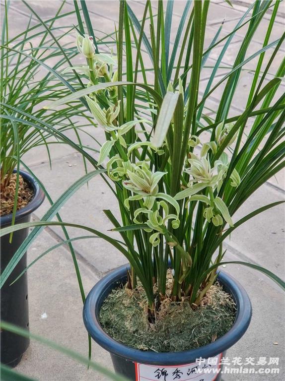 鶴慶蘭花XXXX年最新價(jià)格概覽