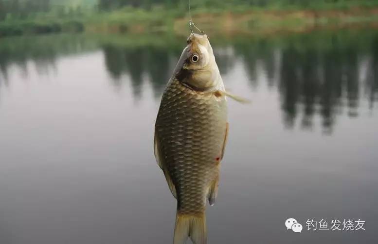 高效釣魚秘密武器，最新黑坑鯽魚餌料配方探索